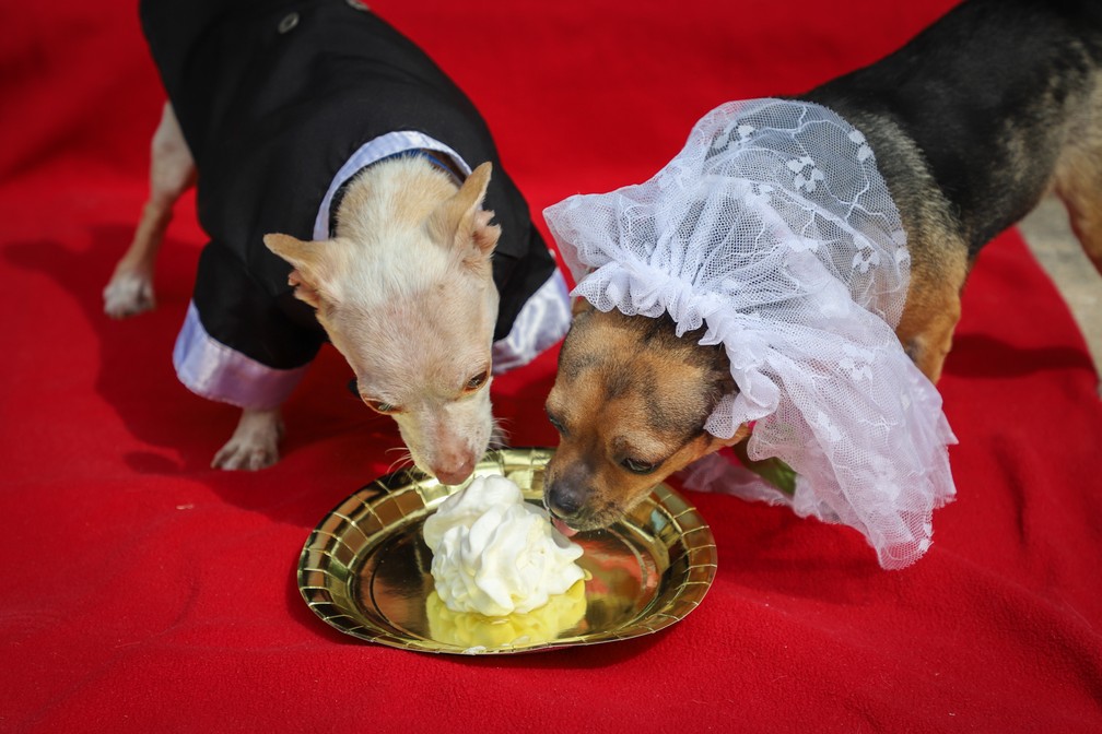 Peanut e Cashew， cãezinhos de abrigo nos EUA， se casam em cerimônia organizada por funcionários — Foto: Divulgação/San Antonio Humane Society (SAHS)