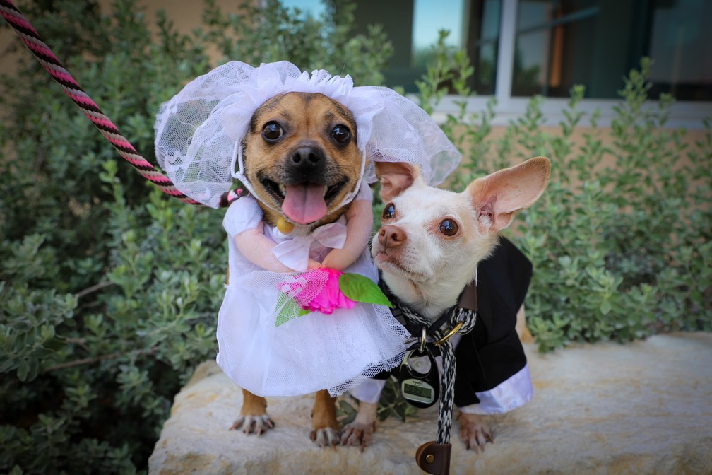 Peanut e Cashew， cãezinhos de abrigo nos EUA， se casam em cerimônia organizada por funcionários — Foto: Divulgação/San Antonio Humane Society (SAHS)