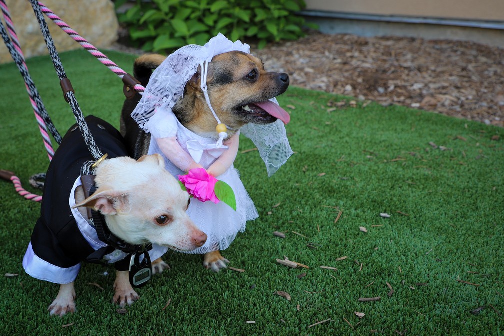  Peanut e Cashew， cãezinhos de abrigo nos EUA， se casam em cerimônia organizada por funcionários Divulgação/San Antonio Humane Society (SAHS) Foi amor à primeira vista quando Peanut e Cashew se conheceram durante seus tratamentos dentários no lar de animais San Antonio Humane Society， nos Estados Unidos.  Os dois cãezinhos chihuahuas， de nove e três anos， respectivamente， foram entregues em abril à instituição por duas famílias diferentes， que não podiam cuidar deles， e acabaram encontrando um no outro um novo e poderoso laço de afeto: se tornaram inseparáveis. Para celebrar o amor da dupla， o lugar organizou， neste mês， uma cerimônia de "casamento"， com direito a desfile dos "noivos" pelos corredores da instituição， música e até bolo.  Uma capela em miniatura foi construída especialmente para a ocasião. Funcionários， voluntários e amigos mais próximos do casal foram convidados.  O casal estava vestido com esmero para o grande dia: Cashew com vestido branco e véu e Peanut com um elegante terno preto.  Os dois cachorrinhos foram colocados separadamente para adoção， mas a instituição espera que os dois sejam levados por uma mesma família.  Peanut e Cashew， cãezinhos de abrigo nos EUA， se casam em cerimônia organizada por funcionários Divulgação/San Antonio Humane Society (SAHS) — Foto: Divulgação/San Antonio Humane Society (SAHS)