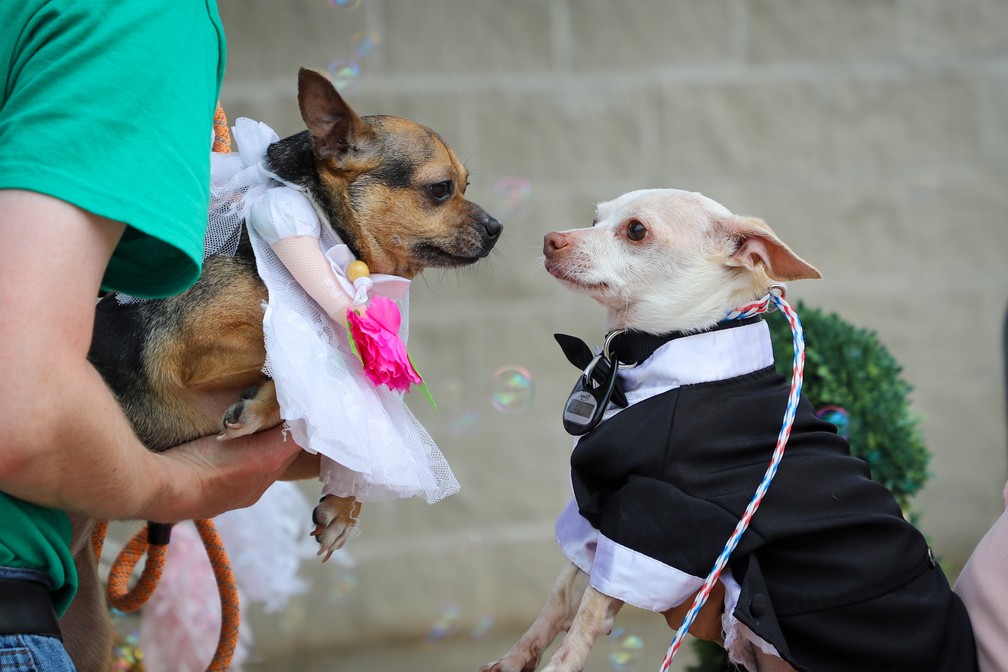 Peanut e Cashew， cãezinhos de abrigo nos EUA， se casam em cerimônia organizada por funcionários Divulgação/San Antonio Humane Society (SAHS) Foi amor à primeira vista quando Peanut e Cashew se conheceram durante seus tratamentos dentários no lar de animais San Antonio Humane Society， nos Estados Unidos.  Os dois cãezinhos chihuahuas， de nove e três anos， respectivamente， foram entregues em abril à instituição por duas famílias diferentes， que não podiam cuidar deles， e acabaram encontrando um no outro um novo e poderoso laço de afeto: se tornaram inseparáveis. Para celebrar o amor da dupla， o lugar organizou， neste mês， uma cerimônia de "casamento"， com direito a desfile dos "noivos" pelos corredores da instituição， música e até bolo.  Uma capela em miniatura foi construída especialmente para a ocasião. Funcionários， voluntários e amigos mais próximos do casal foram convidados.  O casal estava vestido com esmero para o grande dia: Cashew com vestido branco e véu e Peanut com um elegante terno preto.  Os dois cachorrinhos foram colocados separadamente para adoção， mas a instituição espera que os dois sejam levados por uma mesma família.  Peanut e Cashew， cãezinhos de abrigo nos EUA， se casam em cerimônia organizada por funcionários Divulgação/San Antonio Humane Society (SAHS) — Foto: Divulgação/San Antonio Humane Society (SAHS)