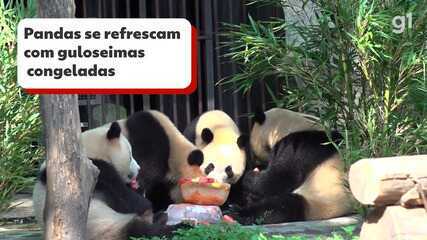Pandas gigantes se refrescam com guloseimas geladas nos zoológicos da China