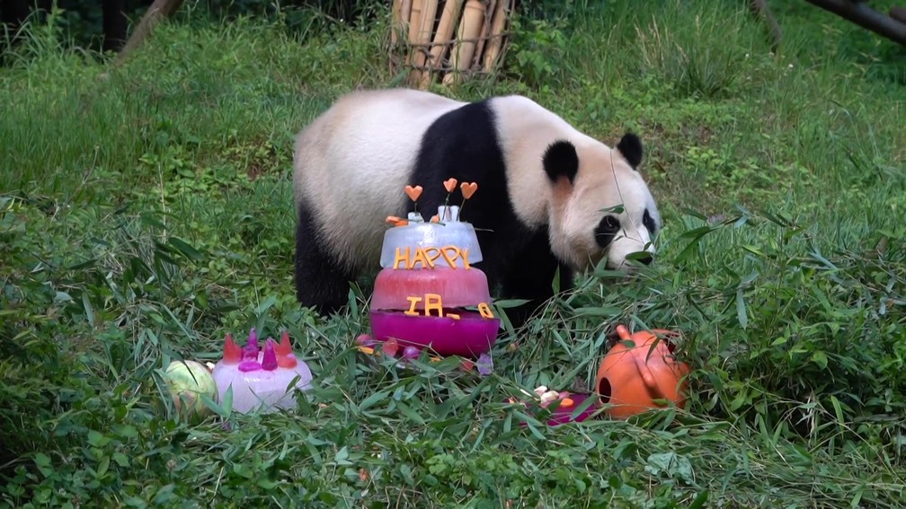 Panda gigante ganha bolo de aniversário de gelo para enfrentar o calor na China — Foto: China News Service via Reuters