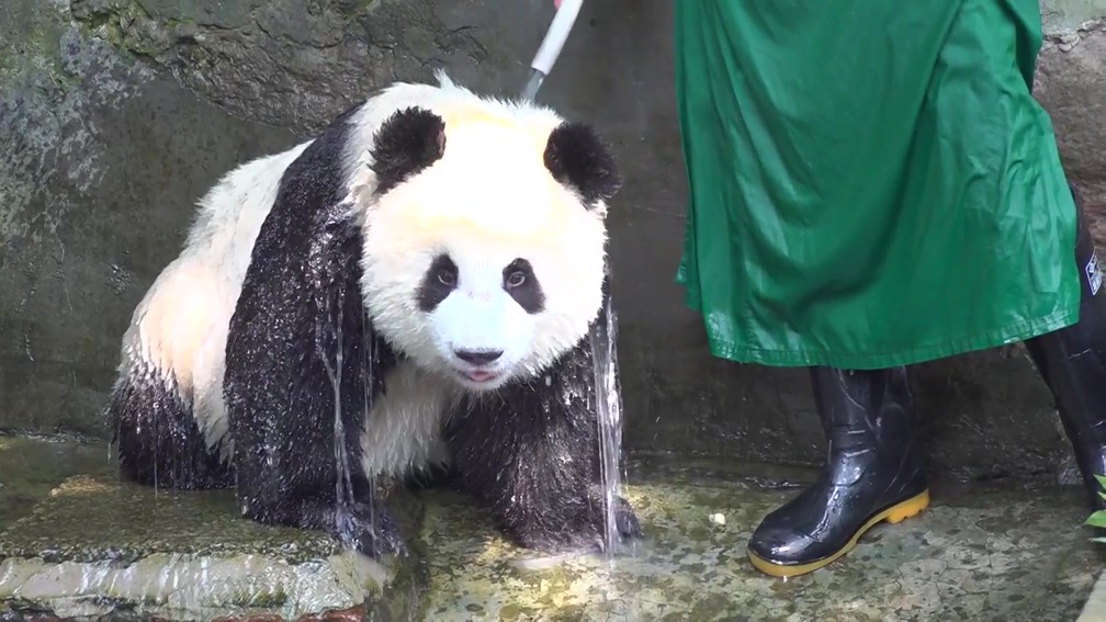 Cuidador refresca um panda gigante com uma mangueira na China — Foto: China News Service via Reuters