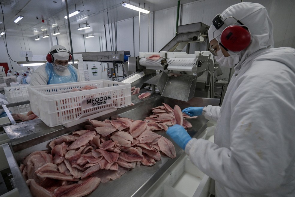 Tanque para produção de tilápia no interior de São Paulo; setor de pescados foi afetado por tarifaço. — Foto: Nelson Almeida/AFP