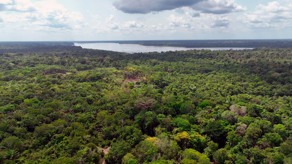 Vista da floresta amazônica e de trecho do rio Pacajá， na zona rural do município de Portel (PA)， onde estão localizados assentamentos estaduais. Parte dos assentamentos foi usada em projetos de crédito de carbono， cujos proponentes alegaram serem áreas particulares. — Foto: Giaccomo Voccio/g1